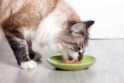 娱乐吃瓜酱丹麦猫咪,娱乐吃瓜酱的萌宠日常